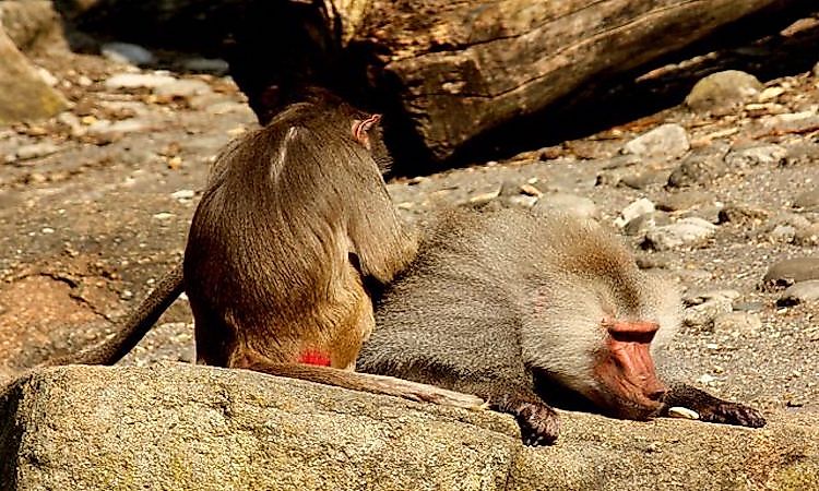 #5 Baboons -