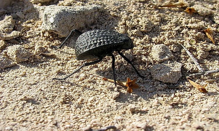 #6 Invertebrates Of The Arabian Desert -