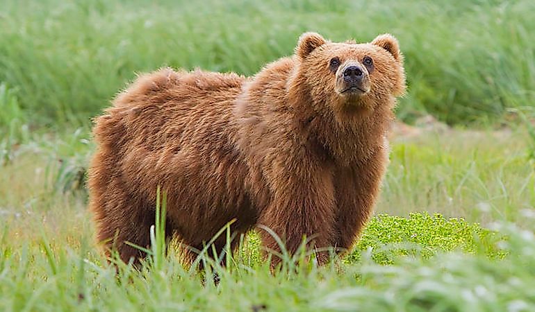 #2 Brown Bear