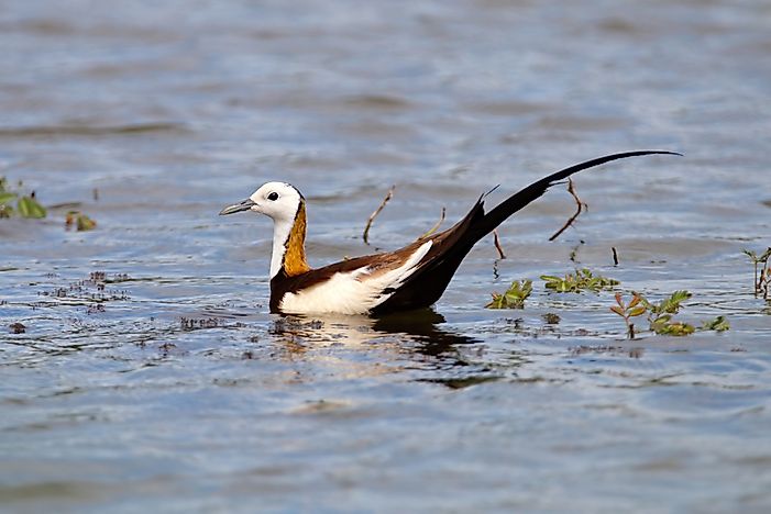 #1 Pheasant-tailed jacana