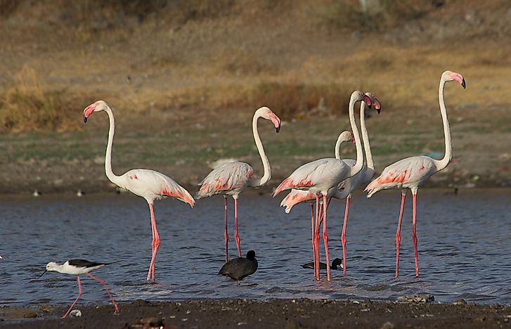#10 Greater Flamingo