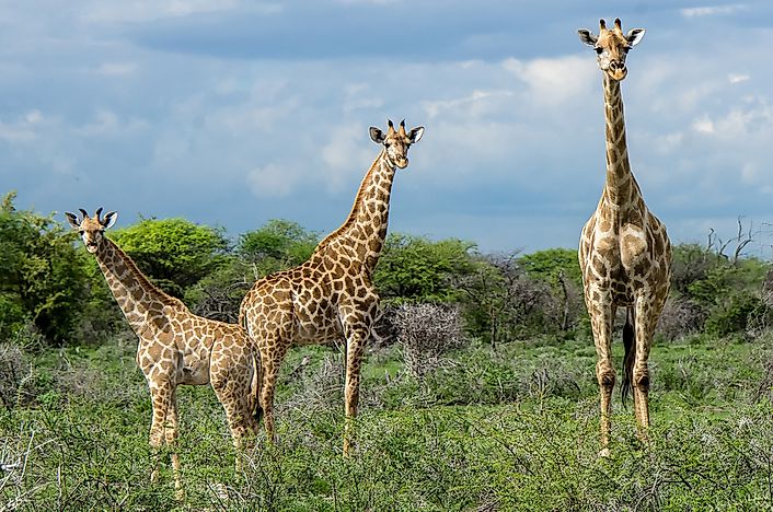 #15 South Africa