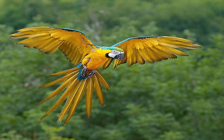#5 Blue-and-Yellow Macaw -