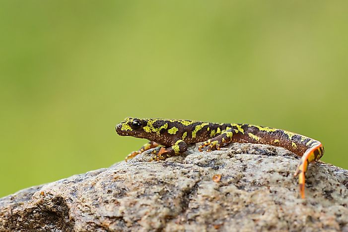 Animals Native to France