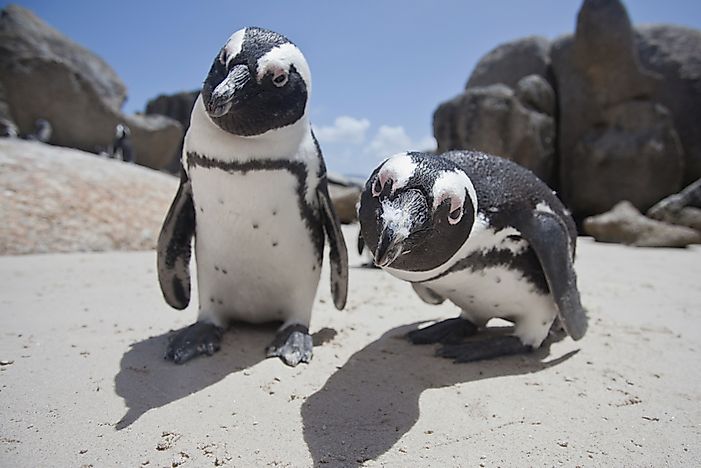 Are Penguins Birds?
