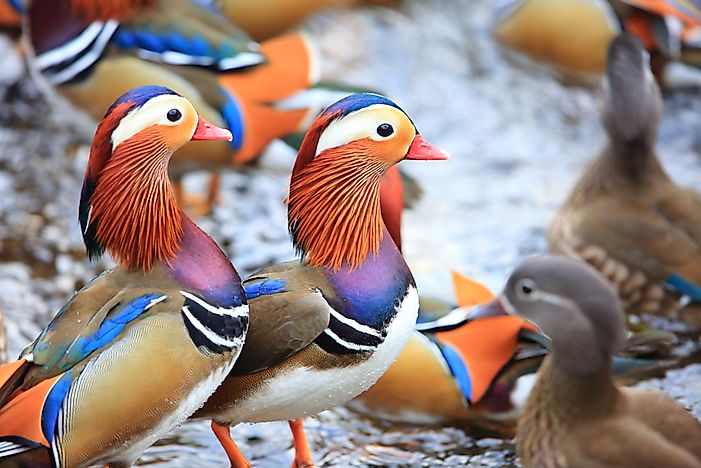 #2 Mandarin Duck