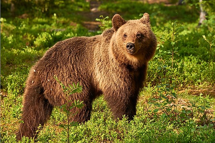 #2 Brown Bear -1300 lb