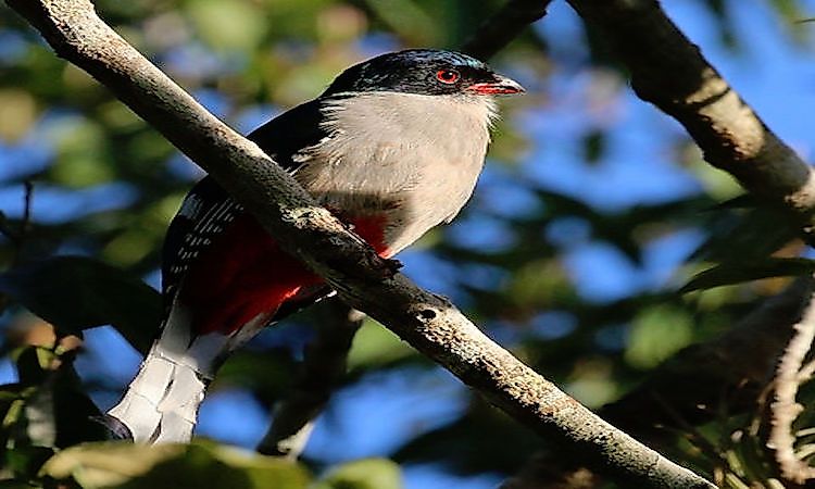 #1 Cuban Trogon -
