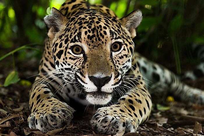 #4 Wild Cats