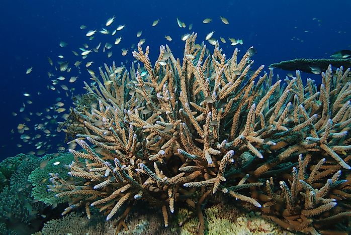 #9 Stag-Horn Coral