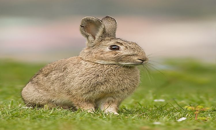 Invasive Species In Australia: Serious Threats To Australian Biodiversity