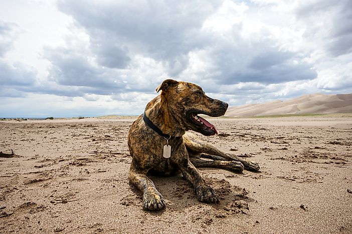 What Is the State Dog of North Carolina?