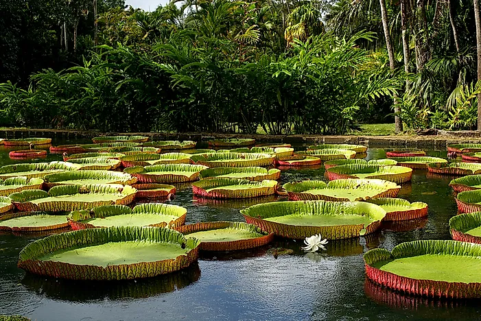Amazing Facts About The Victoria Amazonica
