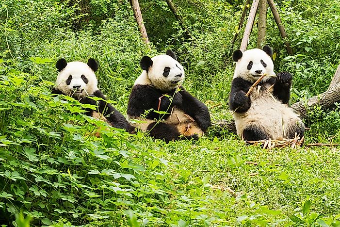 #6 Giant Panda