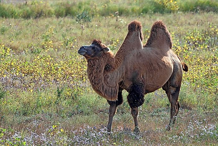 #2 Bactrian Camel