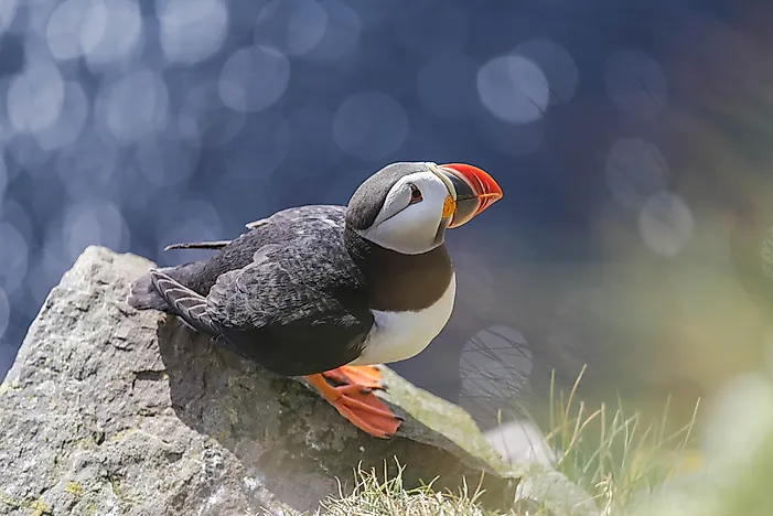 The Atlantic Puffin. The Atlantic Puffin.