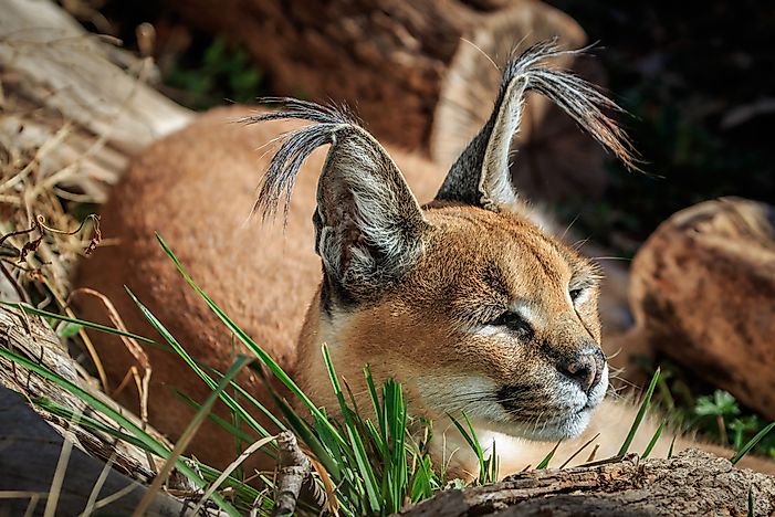#4 Caracal