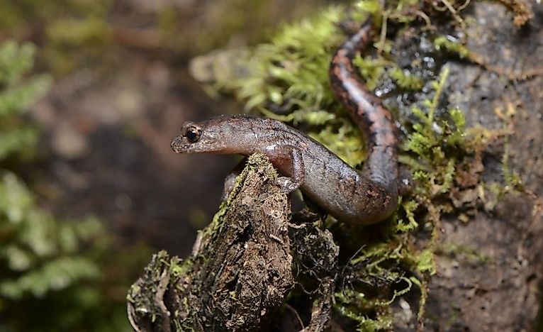Native Amphibians Of Guatemala