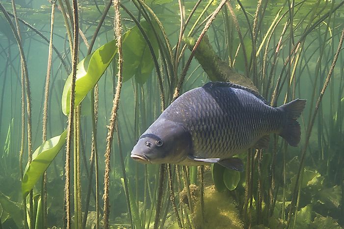 The Worst Species of Invasive Fish