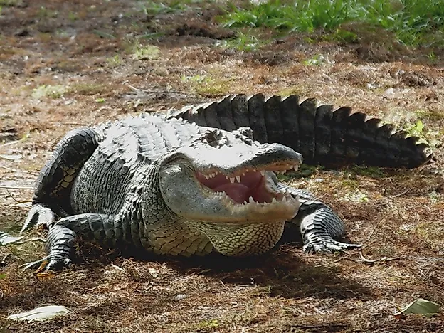 #4 American Alligator