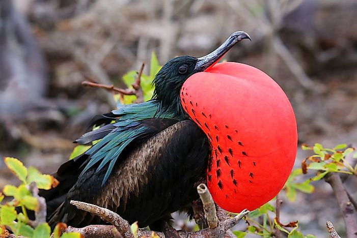 The Five Species Of Frigatebird Living In The World Today
