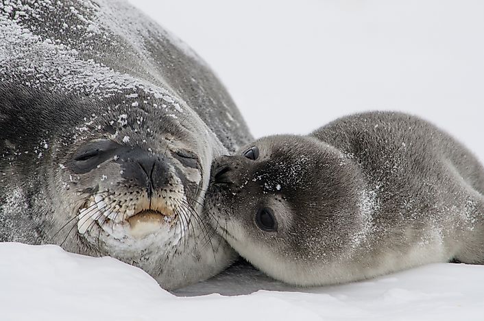Weddell Seal Facts: Animals of Antarctica
