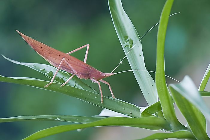 #12 Katydid