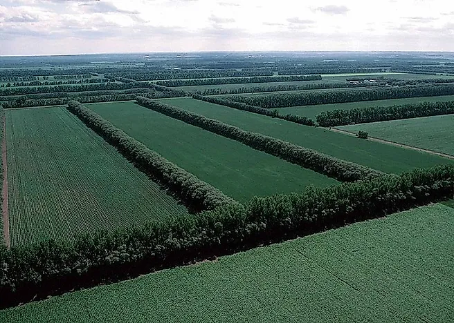 Windbreaks And Shelterbelts: Wind Erosion Control In Farming