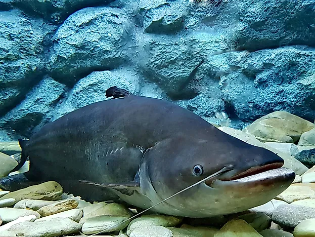 Native Fish of Afghanistan