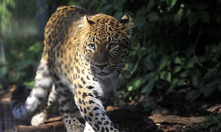 #5 North-Chinese Leopard -