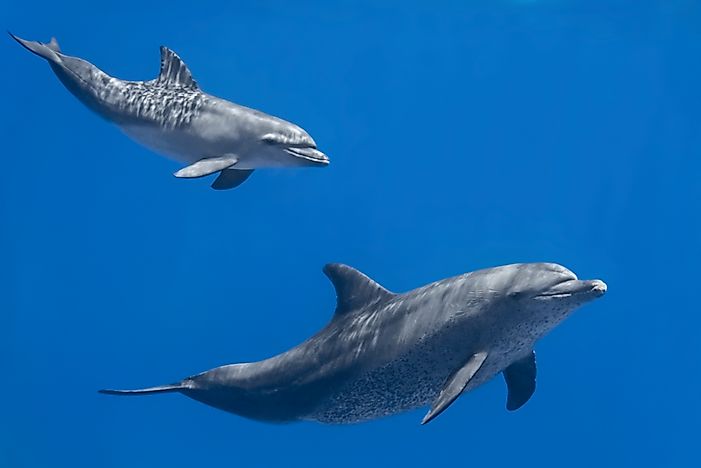 Are Dolphins Mammals?
