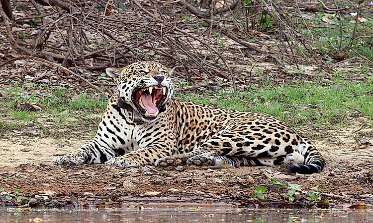 #2 Where Do The Jaguars Live In Their Range? -