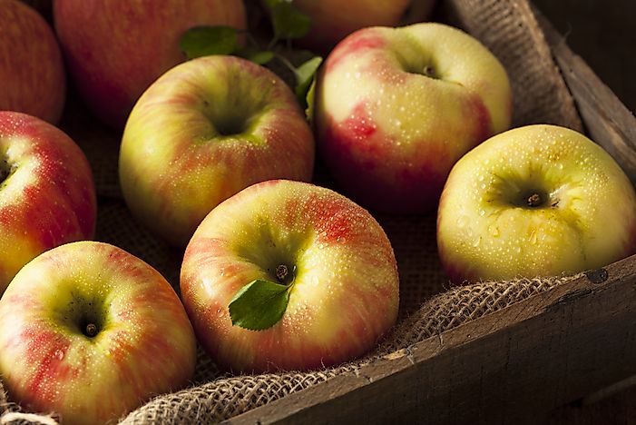 #3 Honeycrisp