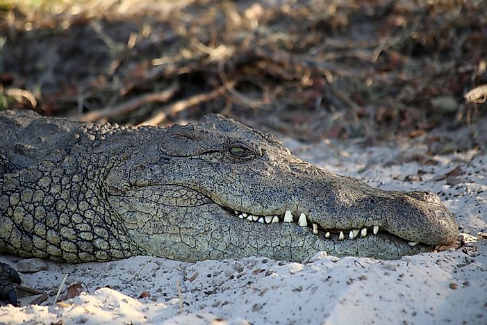 #7 Nile Crocodile