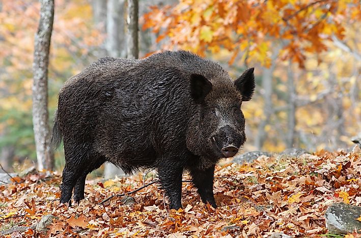 #8 Wild Boar