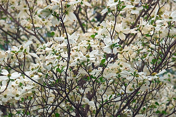 What Is The State Flower Of Virginia?