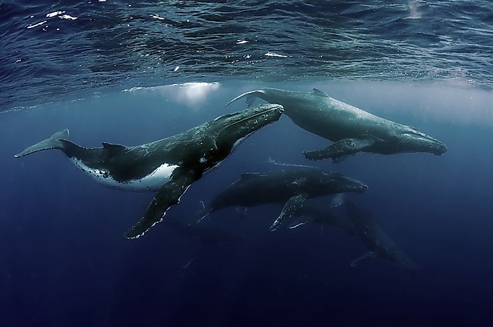 #8 Humpback Whale