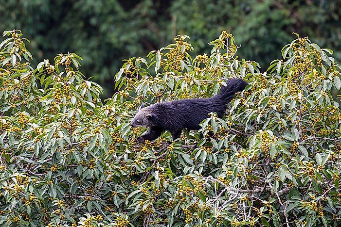 #3 Binturong