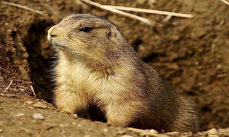 #6 Prairie Dog -