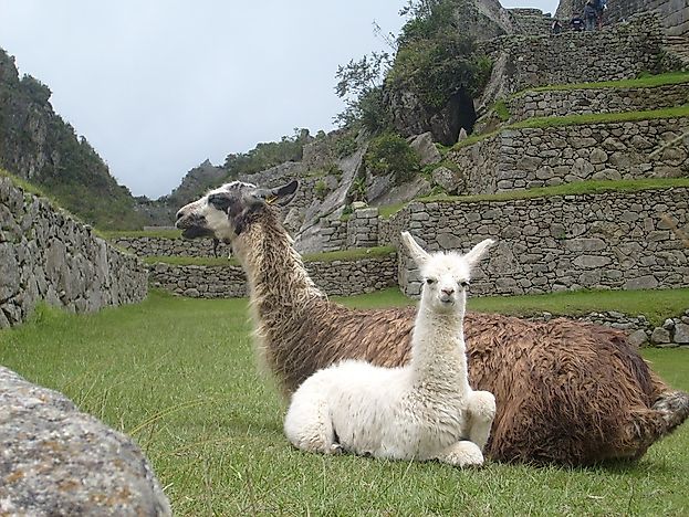 #13 Peru
