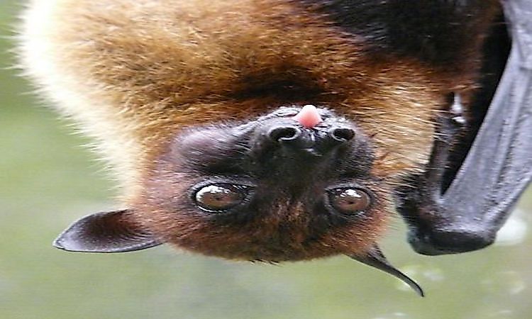 #1 Large Flying Fox -