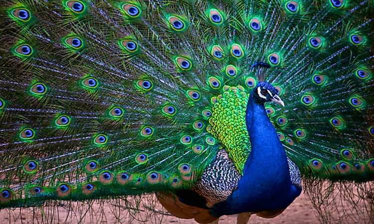 #7 Indian Peafowl -