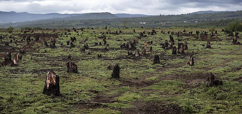 Countries With The Lowest Forested Area In The World