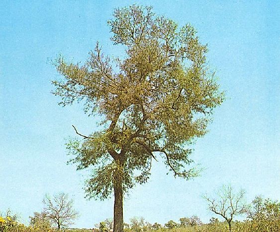 What Are Quebracho Trees?