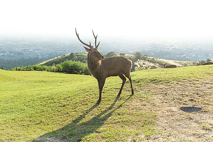 #4 Sika Deer