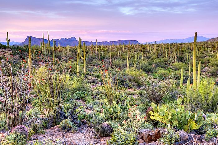 Saguaro National Park - Unique Places in North America
