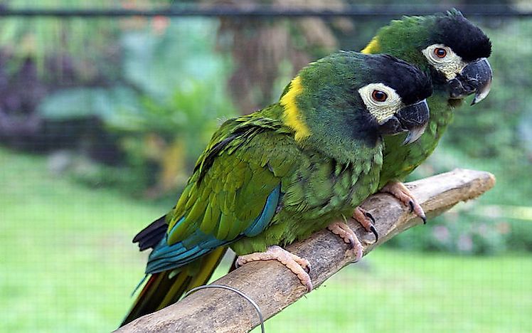 #16 Yellow-Collared Macaw
