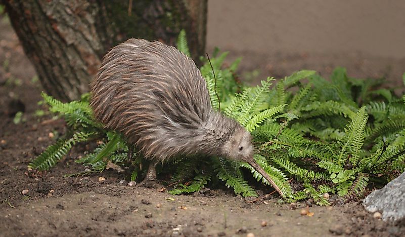 #6 Kiwi Birds