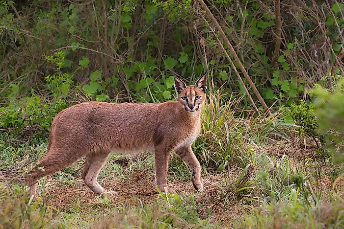 #2 Caracal