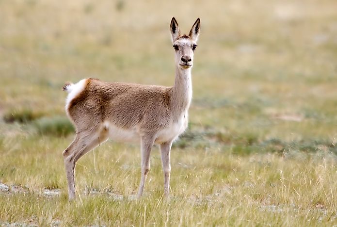 #4 Tibetan Gazelle/Goa